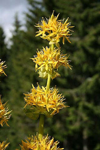 Gentiane jaune (Gentiana lutea) : plante utilisée en phytothérapie pour ses nombreux bienfaits et propriétés.