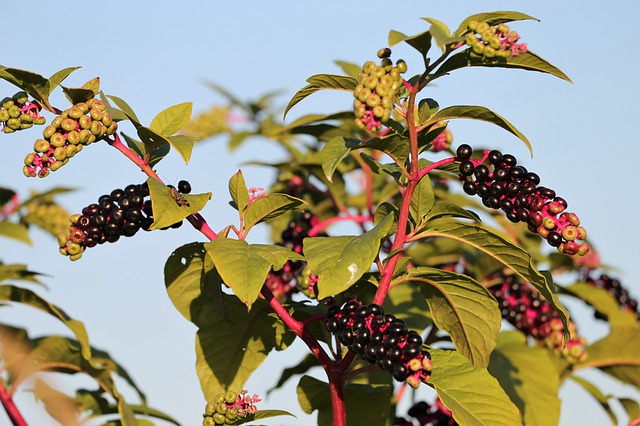 Raisin d’Amérique (Phytolacca americana): plante médicinale employée en phytothérapie, à utiliser avec prudence.