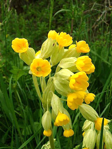 Primevère officinale (Primula veris): plante employée en phytothérapie pour ses propriétés médicinales.