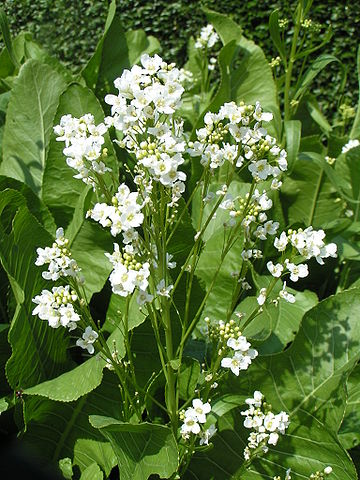 Raifort (Armoracia rusticana): plante qui présente de nombreux bienfaits sur la santé.