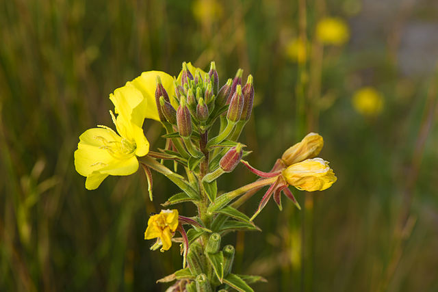 Onagre bisannuelle : plante utilisée en phytothérapie pour ses nombreux bienfaits et vertus.