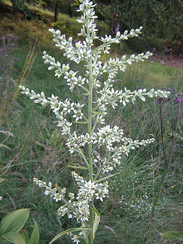 Vératre (Veratrum album) : plante utilisée en phytothérapie mais reconnue pour sa toxicité.