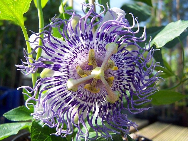Passiflore (Passiflora incarnata) : plante médicinale utilisée en phytothérapie pour ses bienfaits et vertus.