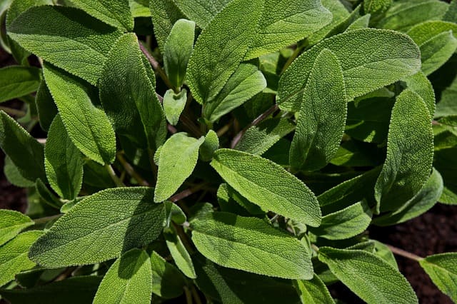 Sauge (Salvia officinalis): sous-arbrisseau qui possède de nombreux bienfaits sur la santé.