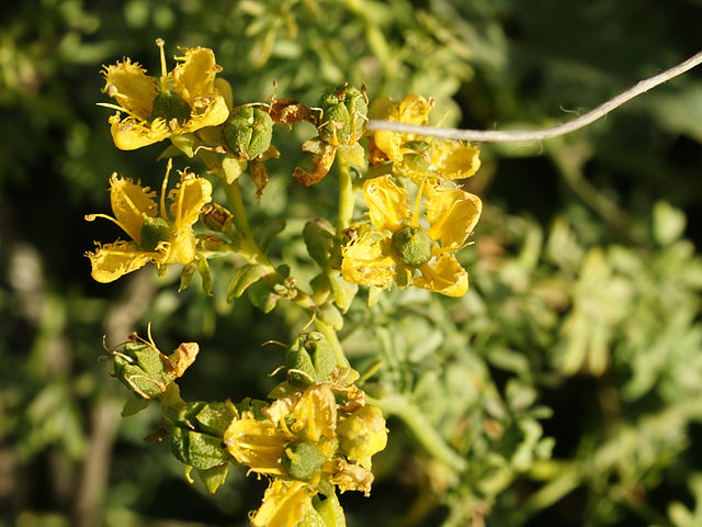 Rue d'Alep (Ruta Chalepensis): plante médicinale aux vertus thérapeutiques intéressantes.