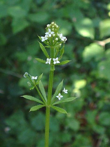 Gaillet gratteron (Galium Aparine): plante aux propriétés médicinales intéressantes.