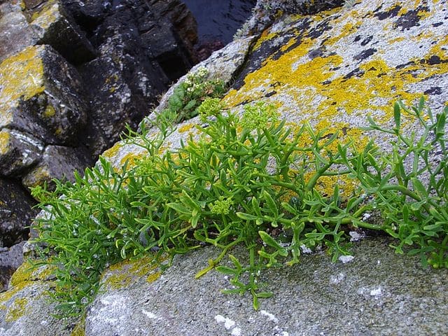 Criste marine (Crithmum maritimum): plante aux propriétés médicinales intéressantes.