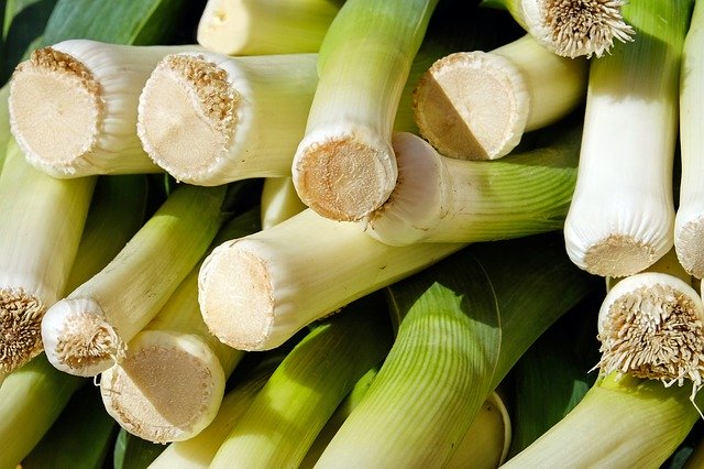 Poireau (Allium ampeloprasum):  plante potagère qui présente de nombreux bienfaits et vertus pour la santé.