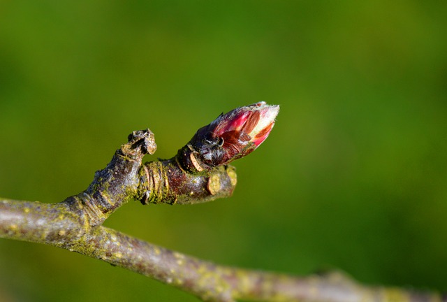 Bourgeon de pommier : ses vertus et contre-indications.