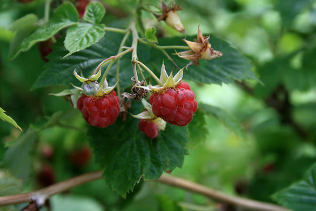 Framboisier : bienfaits et posologie des bourgeons.