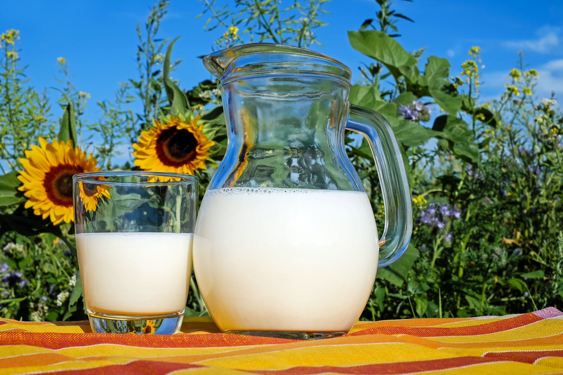 Pichet de lait, riche en phosphore: bienfaits, utilisation et dosage de cet élément minéral.