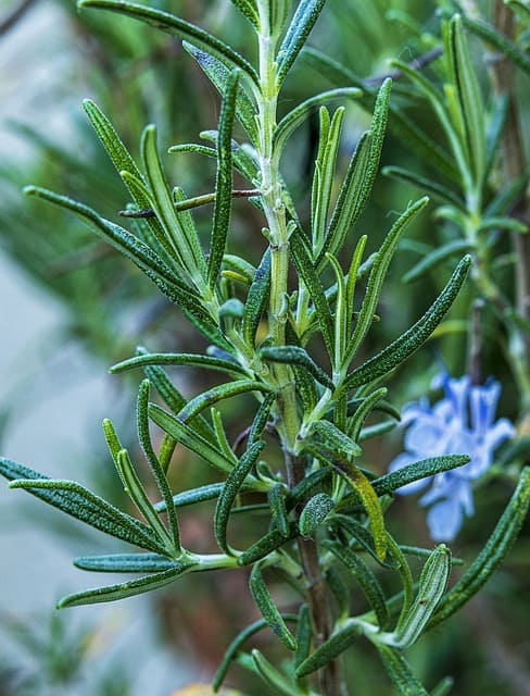 Romarin : bienfaits et propriétés des jeunes pousses et bourgeons.