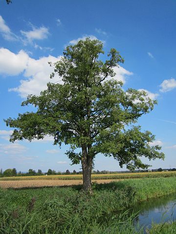 Aulne glutineux : propriétés et utilisation de ses bourgeons.