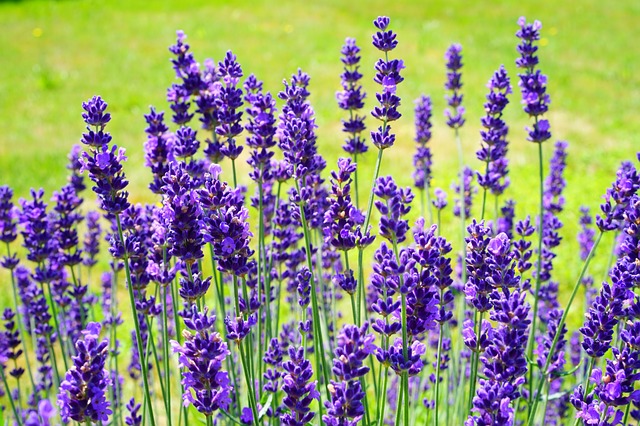 L'élixir floral de Lavande, élaboré selon les recommandations du docteur Erdward Bach.