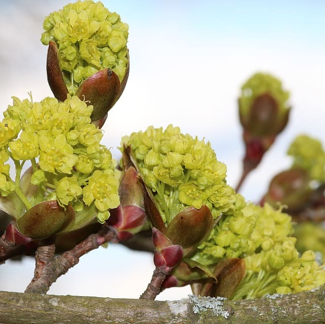 Erable bourgeons - Les Extraits De Bourgeons - Laboratoires Herboli