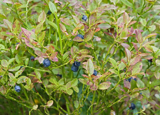 Myrtillier (Gemmothérapie): propriétés et vertus médicinales des bourgeons.