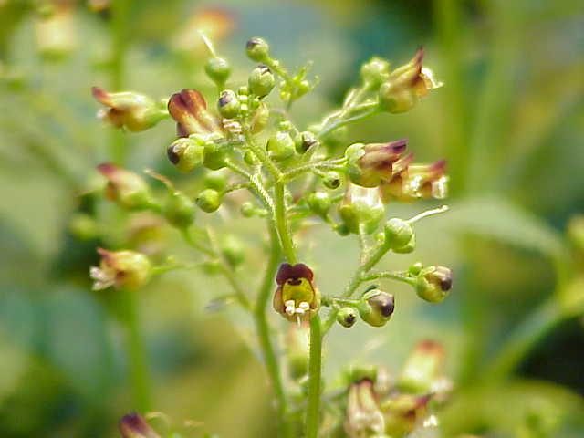 Scrofulaire noueuse (Scrophularia nodosa): propriétés et posologie de cette plante médicinale.