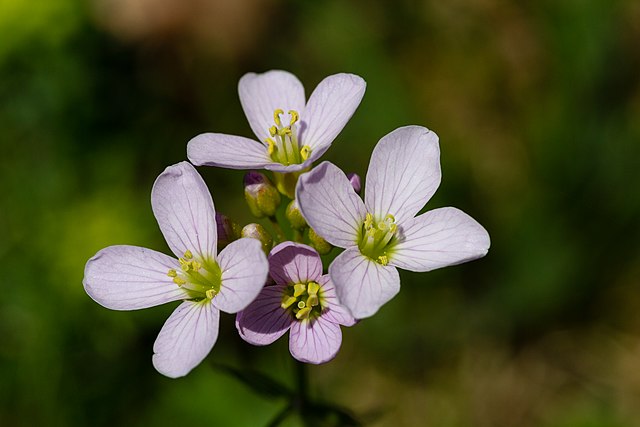 Cardamine des prés (Cardamine pratensis) : vertus et utilisation de cette plante médicinale.