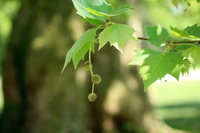 Platane : bienfaits de ses bourgeons.