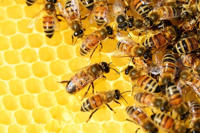 Abeilles en train de fabriquer de la gelée royale : contre-indications et danger de cette substance.