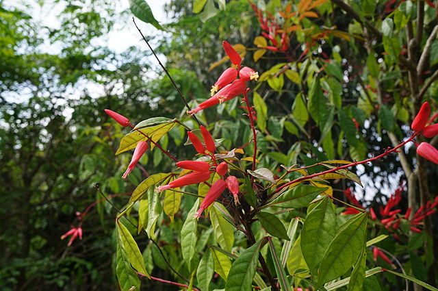 Quassia amara (Quassie): vertus et propriétés de cet arbre en phytothérapie.