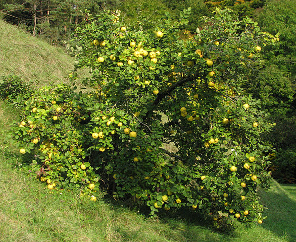 Cognassier: bienfaits et utilisation de cet arbre en phytothérapie.