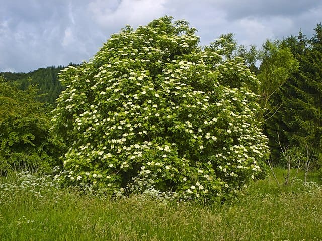 Sureau noir (Sambucus nigra): propriétés et bienfaits de cet arbre en phytothérapie.