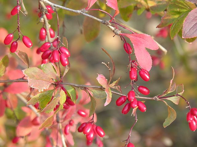 Fruits de l'Épine-vinette (Berberis vulgaris): bienfaits et propriétés de cet arbuste en phytothérapie.