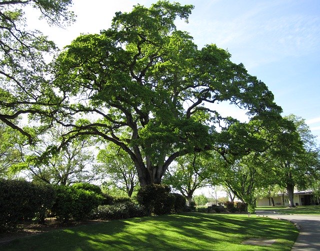 Chêne (Quercus robur): bienfaits et utilisation de cet arbre.