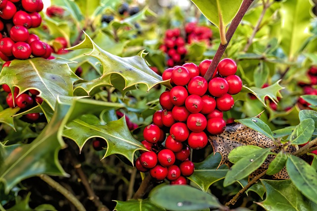 Houx (Ilex aquifolium): propriétés et utilisation de cet arbuste.