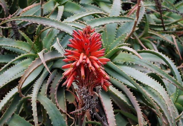 Aloe arborescens: bienfaits, vertus et posologie de cette plante.