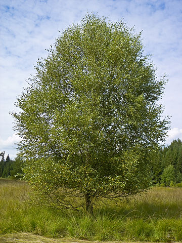 Bouleau (Betula alba): bienfaits et vertus de cet arbre en phytothérapie.