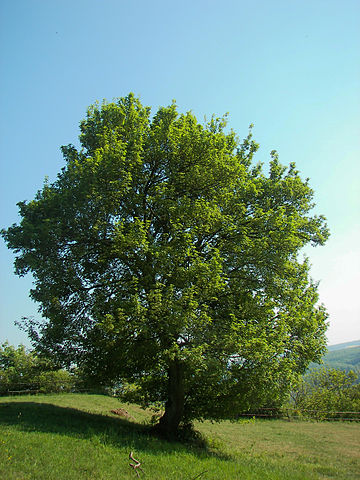 Érable champêtre (Acer campestris): bienfaits et utilisation de cet arbre.