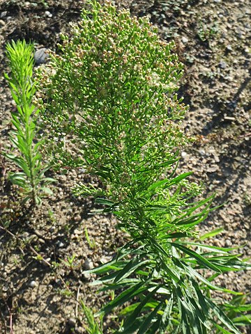 Vergerette du Canada (Erigéron canadensis): vertus et propriétés de cette plante en phytothérapie.