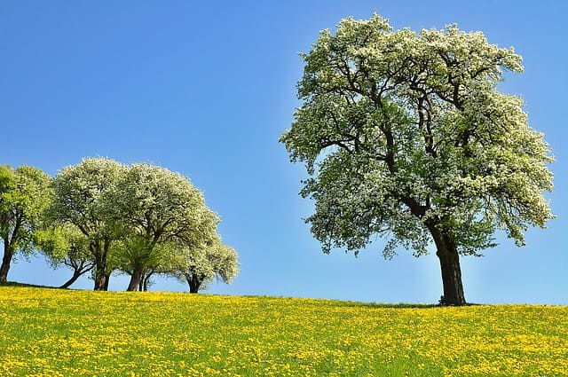 Poirier commun (Pyrus communis): bienfaits et utilisation de cet arbre en phytothérapie.