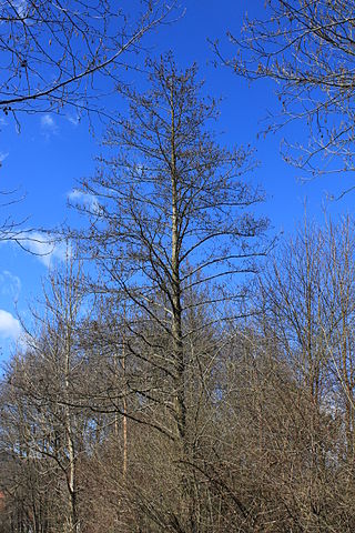 Aulne glutineux (Alnus glutinosa): propriétés médicinales et utilisation de cet arbre en phytothérapie.