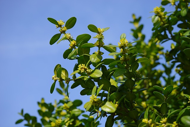 Buis (Buxus sempervirens): bienfaits, toxicité de cet arbuste.