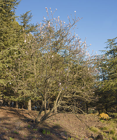 Prunier domestique (Prunus domestica): vertus et utilisation de cet arbre en phytothérapie.