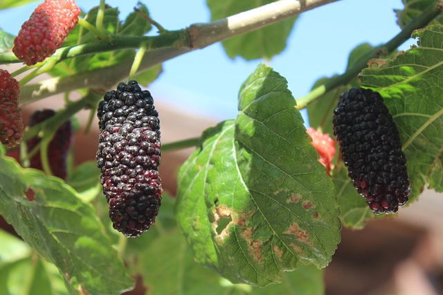 Mûrier noir (Morus nigra): propriétés et utilisation de cet arbre en phytothérapie.