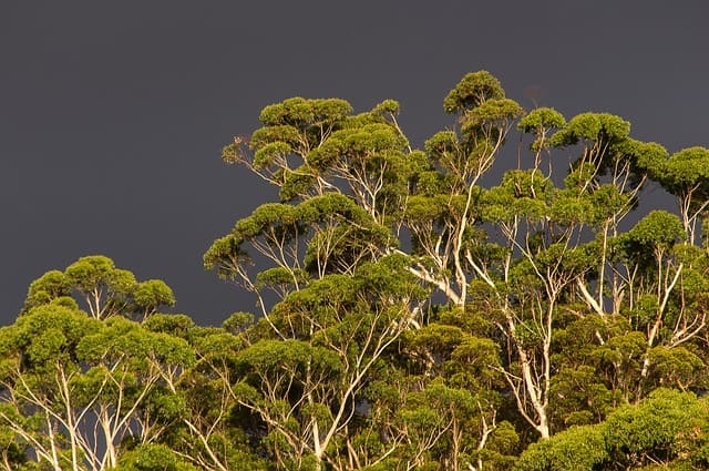 Eucalyptus globulus: bienfaits et utilisation de cet arbre.