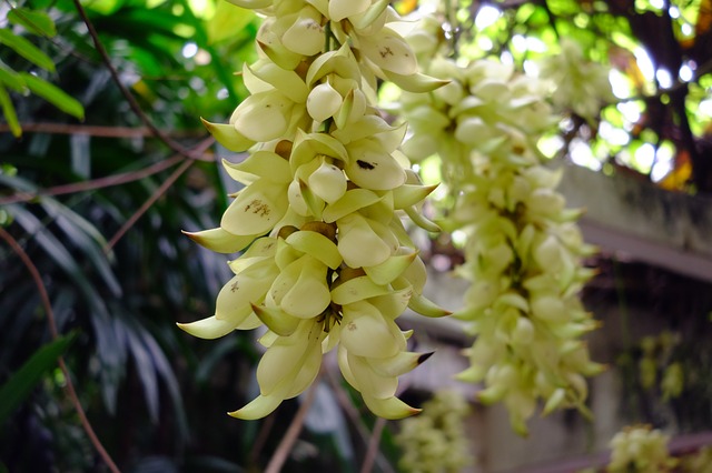 Mucuna pruriens: bienfaits, dosage et danger de cette plante.