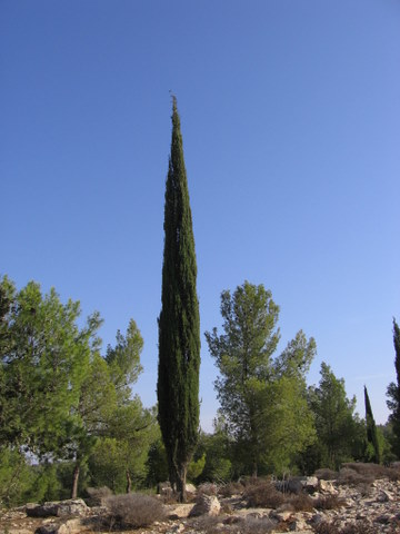 Cyprès (Cupressus sempervirens): bienfaits et vertus de cet arbre.