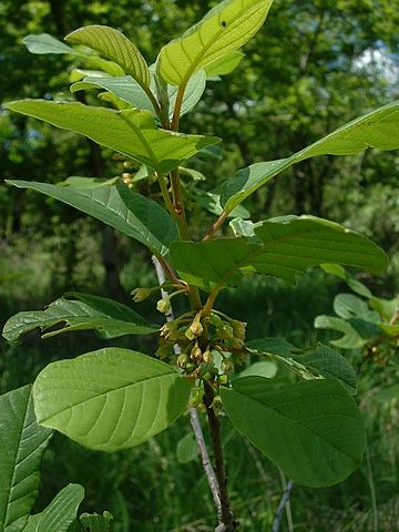 Bourdaine (Rhamnus frangula): vertus laxatives et bienfaits de l'écorce.