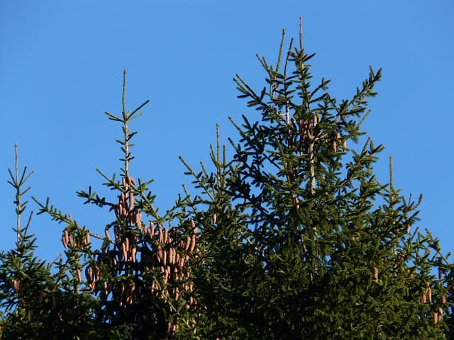 Épicéa commun (Picea abies): bienfaits et utilisation de cet arbre en phytothérapie.