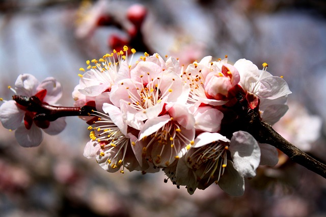 Abricotier: élixir floral élaboré selon les recommandations du docteur Erdward Bach.