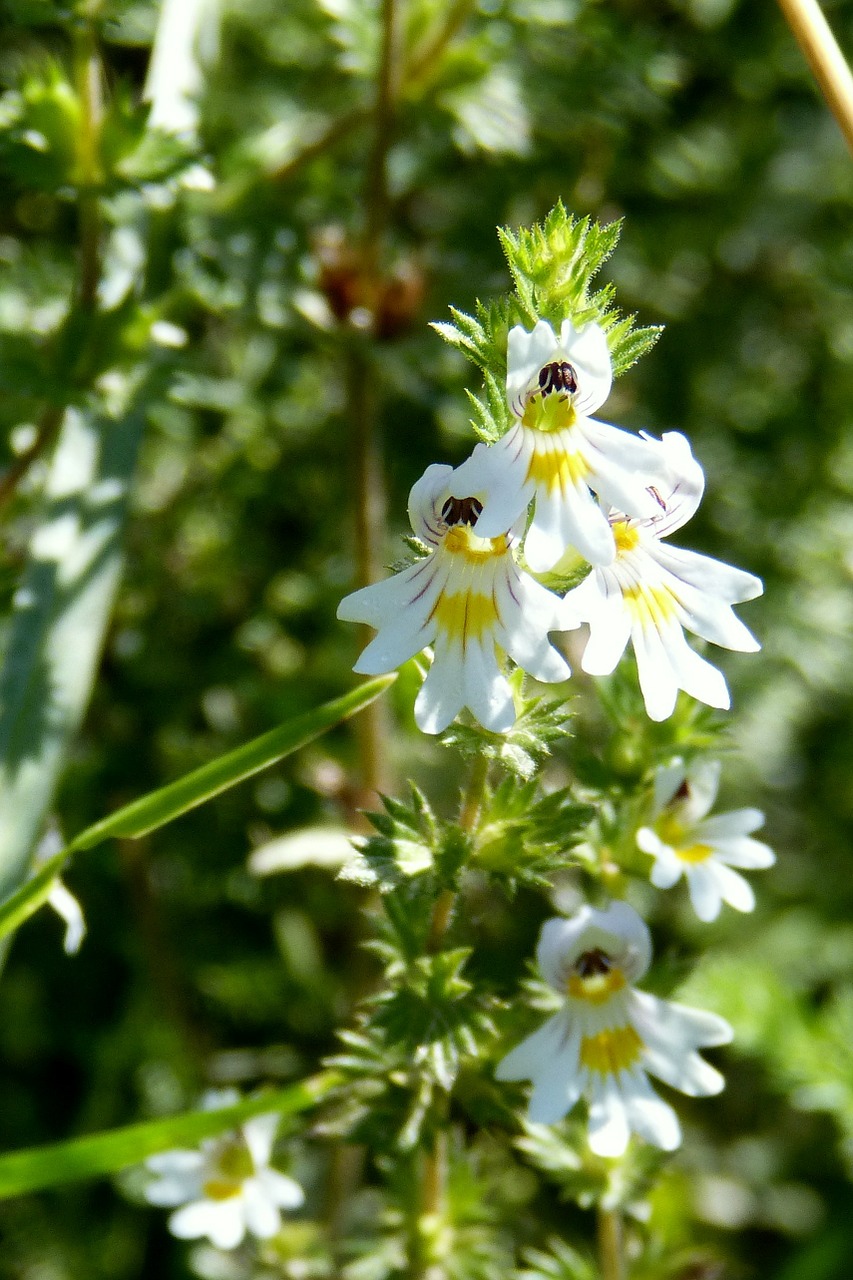 Euphraise: élixir floral d'Euphraise élaboré selon les recommandations du docteur Bach.