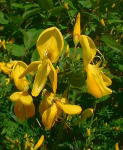 Genêt: élixir floral élaboré selon les recommandations du docteur Erdward Bach.