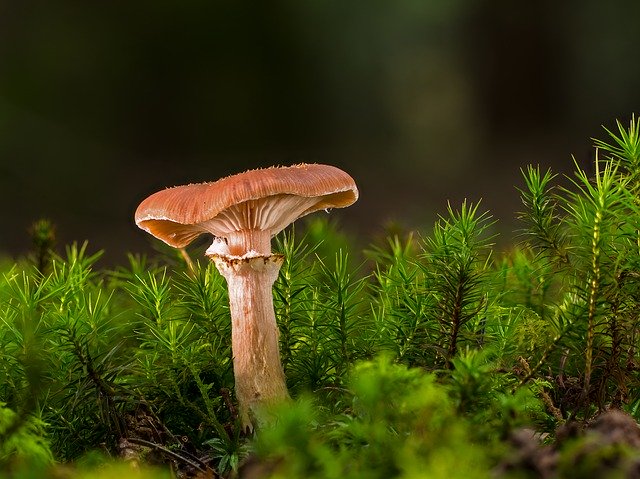 Champignon: dans l'alimentation, la mélatonine est présente en abondance dans certains champignons.