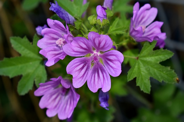 Mauve en fleur: élixir floral élaboré selon les recommandations du docteur Erdward Bach.