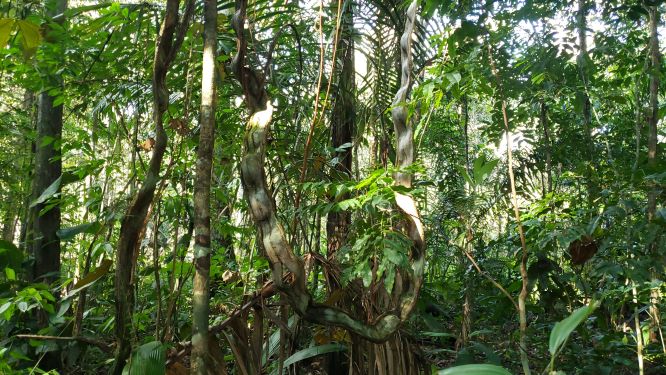 Griffe du chat/cat's claw: bienfaits, posologie et effets secondaires de cette plante.